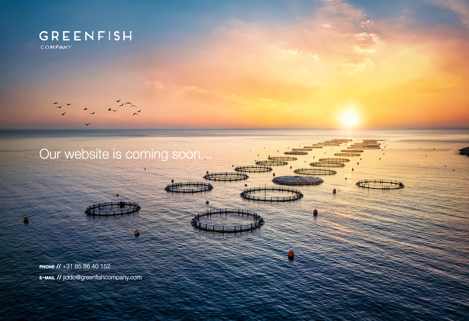 greenfish